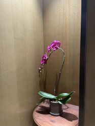 -四川米兰柏羽医学美容医院