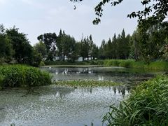 -才村湿地公园