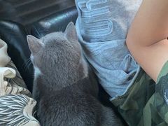 -东方名猫馆·英短金渐层布偶猫舍(环线广场1号楼店)