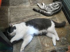 -猫咪博物馆(顶澳仔猫街店)