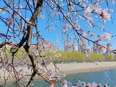 -桃花堤公园