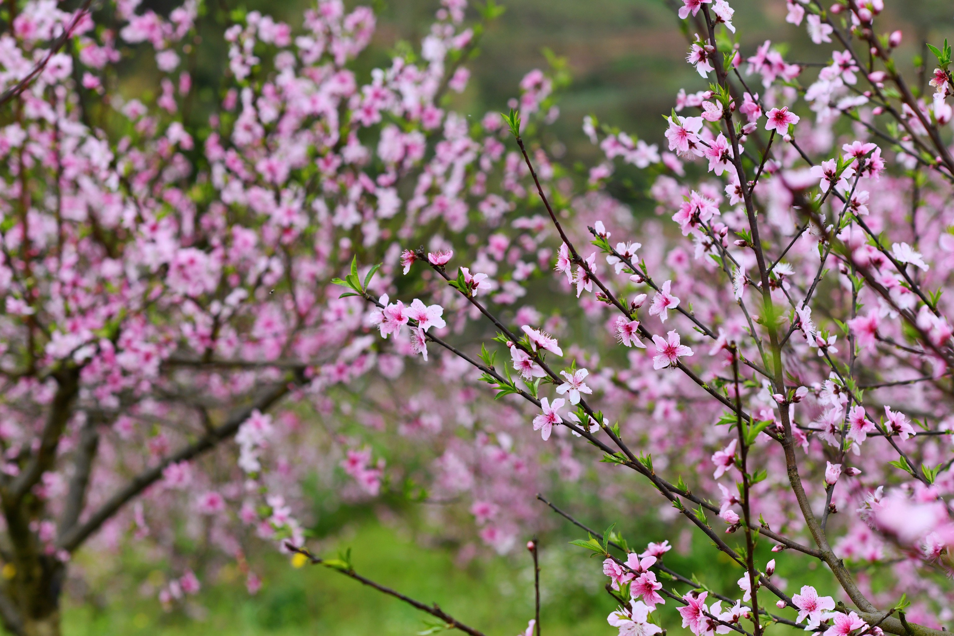 重庆北碚歇马桃花图片