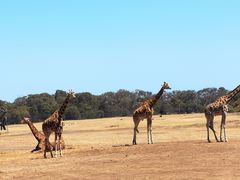 -威勒比开放式动物园