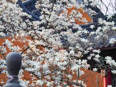 -灵谷景区