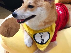 -逗柴咖啡屋·狗咖猫咖宠物桌游