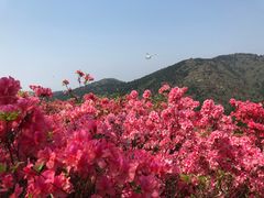 -木兰云雾山