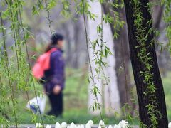 2Z0A5165-洛阳郁金香牡丹园