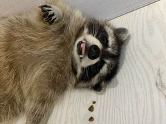 -浣熊柯尔鸭土拨鼠·电玩咖