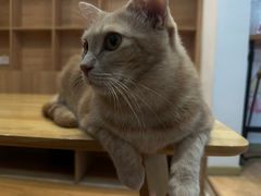 -是阿柴呀！柴犬咖啡·爱喵喵猫咖