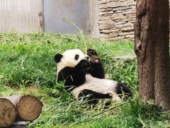 -卧龙中华大熊猫苑神树坪基地