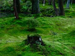 -西芳寺(苔寺)