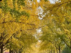 -三里屯东五街银杏大道
