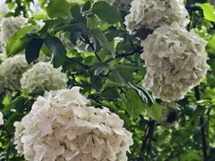 -凤来栖·净庭院·火锅(欧尚店)