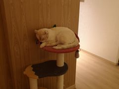 -猫腻·猫咖·撸猫馆(星光大道店)