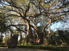 -瑞丽独树成林风景区