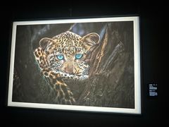 -罗红摄影艺术馆