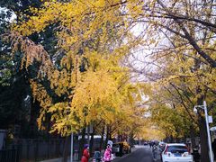 -三里屯东五街银杏大道