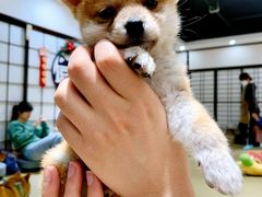 -逗柴咖啡屋·狗咖猫咖宠物桌游