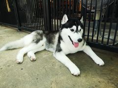 -TrueLove @ Neverland (Husky Cafe)