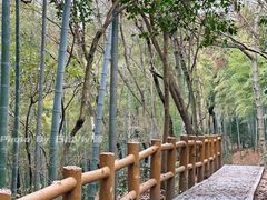 -上海佘山国家森林公园天马山园