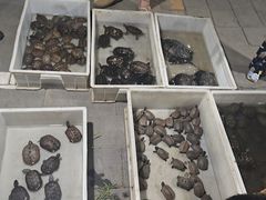 -华声天桥民俗文化园