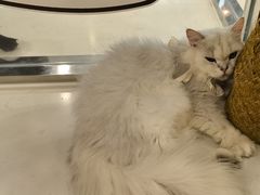 -共舞时光猫咖·狗咖(新街口店)