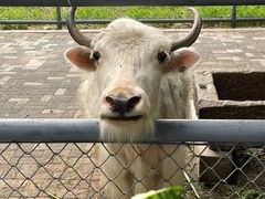 -长白岛森林公园