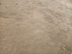 -日照海滨国家森林公园