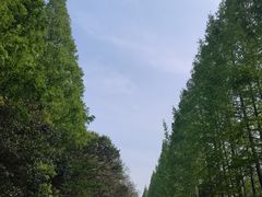 -上海长兴岛郊野公园