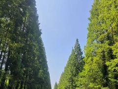 -黄海国家森林公园