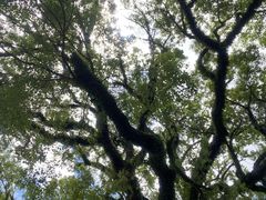 -深圳仙湖植物园