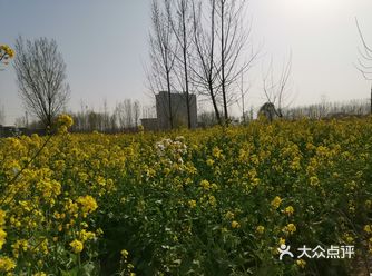 淌洋在油菜花地旁，一阵小风吹来，香气扑鼻