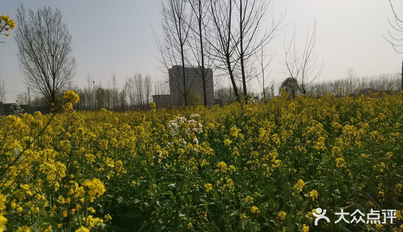 淌洋在油菜花地旁，一阵小风吹来，香气扑鼻