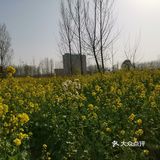 淌洋在油菜花地旁，一阵小风吹来，香气扑鼻