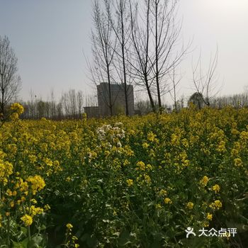 淌洋在油菜花地旁，一阵小风吹来，香气扑鼻