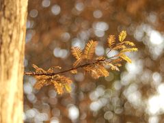 -白鹭湾湿地公园