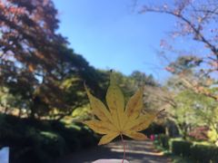 -汉拿树木园