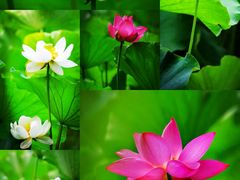 -四川大学(华西校区)