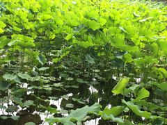 -四川大学(华西校区)