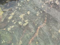 -广鹿岛