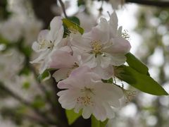 -海棠花溪(元大都城垣遗址公园)