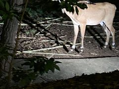 -清迈夜间动物园