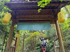 -天目山大树王景区