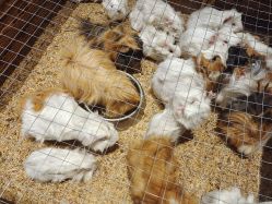 -酷嗒动物文化乐园(cutezoo西溪乐天城店)