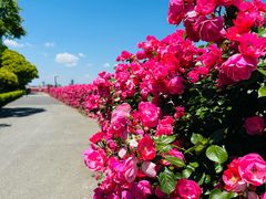 -上海滨江森林公园