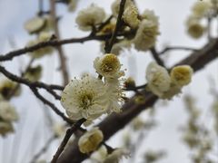 -香雪海