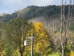 -千年银杏谷文化旅游区