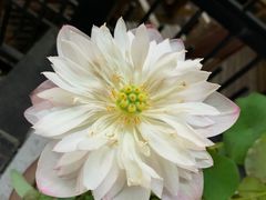 -拌来拌去石鍋拌飯(文鼎店)