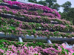 -深圳仙湖植物园