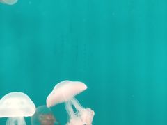 -福州罗源湾海洋世界旅游区